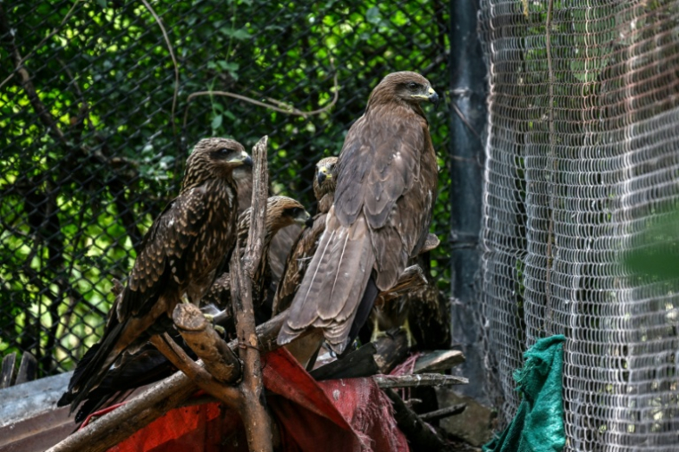 Des milans dans un enclos du Centre de sauvetage de la faune sauvage de Margallah, à Islamabad, le 7 juillet 2026 au Pakistan ( AFP / Farooq NAEEM )