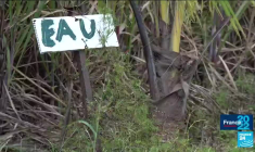 Dégâts des eaux en Guadeloupe