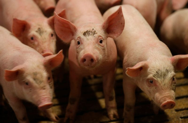 Une ferme porcine près de Strasbourg