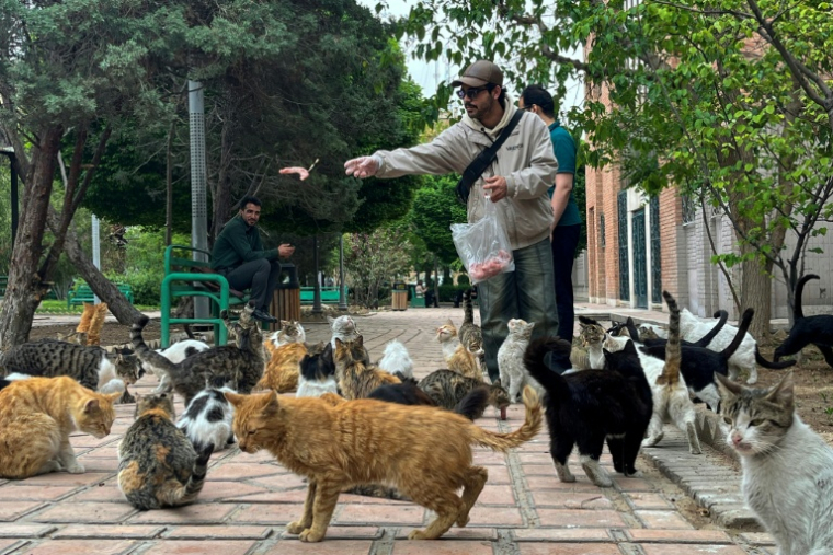 Un homme nourrit des chats errants dans un parc de Téhéran, le 20 avril 2026  ( AFP / - )