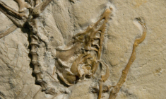 Image d'un fossile d'Archaeoptéryx fournie le 11 mai 2010 par le Laboratoire national de l'accélérateur SLAC du Département de l'Energie des États-Unis. ( US DOE SLAC / HO )