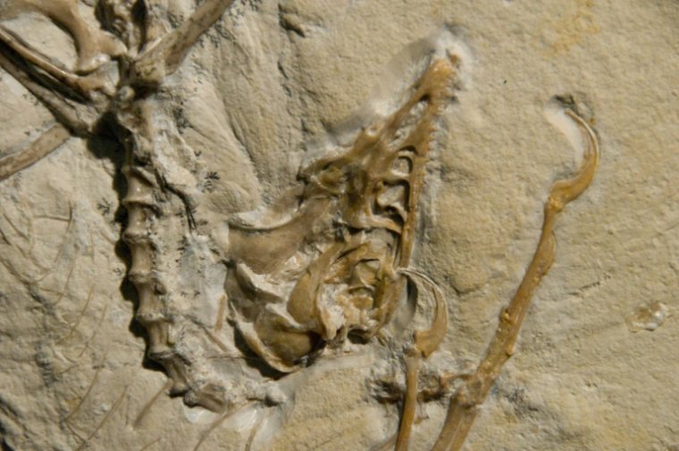 Image d'un fossile d'Archaeoptéryx fournie le 11 mai 2010 par le Laboratoire national de l'accélérateur SLAC du Département de l'Energie des États-Unis. ( US DOE SLAC / HO )