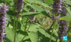 Réchauffent climatique : Comment limiter ses effets en ville ?