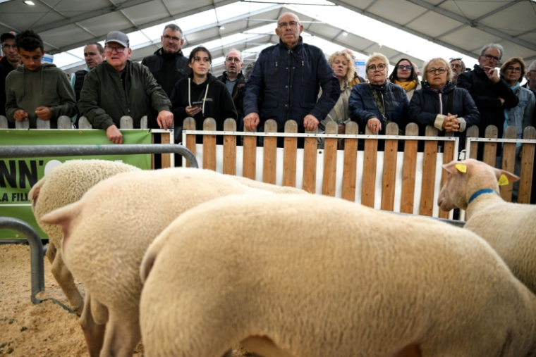 Des visiteurs observent les moutons au Sommet de l'élevage à Cournon-d'Auvergne, le 8 octobre 2026 dans le Puy-de-Dôme ( AFP / OLIVIER CHASSIGNOLE )