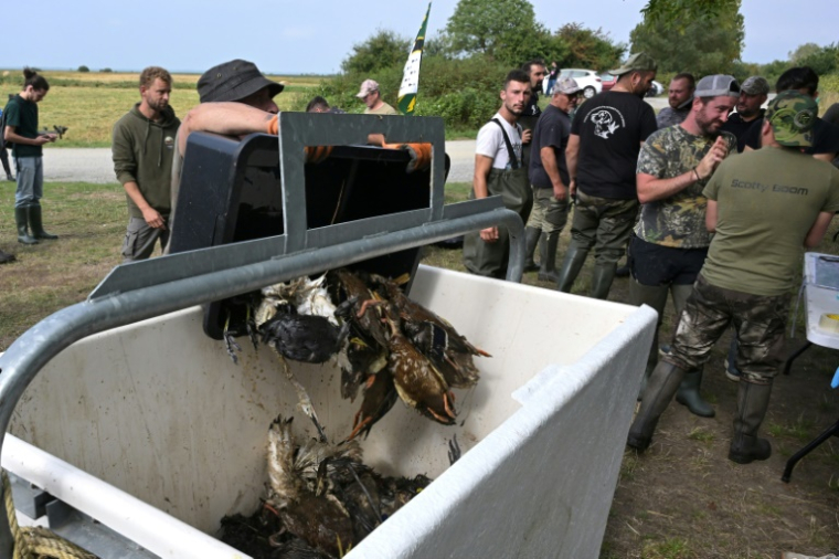 Des chasseurs déversent dans un bac des cadavres d'oiseaux fauchés par l'épizootie de botulisme aviaire qui touche plusieurs zones humides de Loire-Atlantique, le 26 juillet 2025 dans le marais de Brière près de Trignac ( AFP / Damien MEYER )