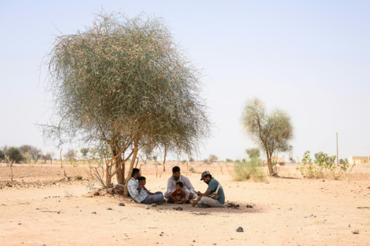 A l'ombre d'un arbre, alors que la température atteint 44°C, à Sanwata, à la périphérie de la ville indienne de Jaisalmer, au Rajasthan, le 29 mai 2026 ( AFP / Manan VATSYAYANA )