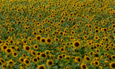 ( AFP / JUAN BARRETO )