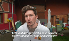 En Alsace, la traque ingénieuse des nids de frelons asiatiques