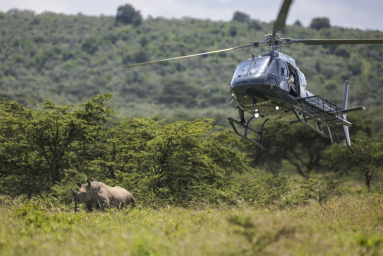 Un hélicoptère transportant un vétérinaire vole au dessus d'une femelle rhinocéros pour lui administrer un anesthésiant, dans le parc national de Nakuru, au Kenya, le 7 juin 2025 ( AFP / Tony KARUMBA )