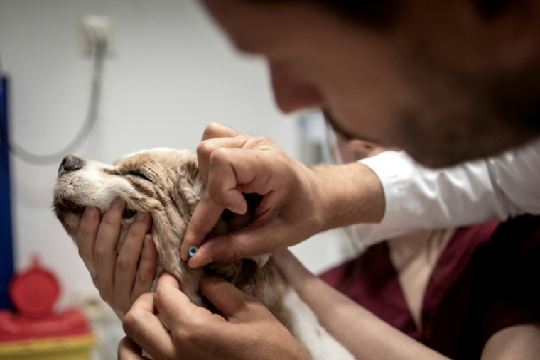 Le vétérinaire cancérologue Jérémy Béguin prélève des cellules sur le chien Junior, après 16 semaines de chimiothérapie, à l'hôpital vétérinaire de Maison-Alfort, le 9 juin 2026 dans le Val-de-Marne ( AFP / Behrouz MEHRI )
