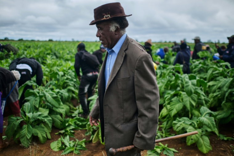Un agriculteur dans une plantation de tabac lors d'une journée de formation organisée dans une exploitation agricole près de Bulawayo, au Zimbabwe,le 12 mars 2026. ( AFP / Zinyange Auntony )