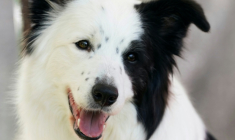 Un border collie lors d'une exposition canine à New York, le 20 juin 2022  ( AFP / TIMOTHY A. CLARY )