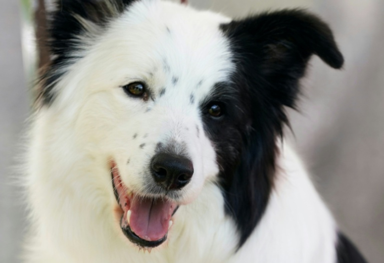 Un border collie lors d'une exposition canine à New York, le 20 juin 2022  ( AFP / TIMOTHY A. CLARY )