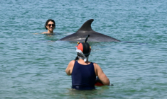 Une dauphine nage à proximité de baigneuses dans la baie de Saint-Jean-de-Luz, dans les Pyrénées-Atlantiques, le 24 avril 2026  ( AFP / Gaizka IROZ )
