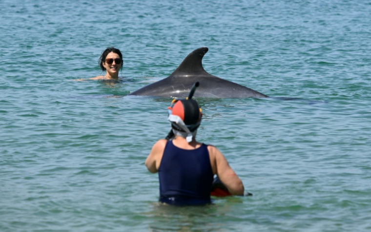Une dauphine nage à proximité de baigneuses dans la baie de Saint-Jean-de-Luz, dans les Pyrénées-Atlantiques, le 24 avril 2026  ( AFP / Gaizka IROZ )
