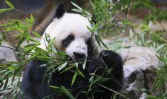 Le panda Lei Lei, sur cette photo datant du 16 décembre 2025, et son frère Xiao Xiao vont quitter Tokyo le 27 janvier pour la Chine ( JIJI PRESS / STR )