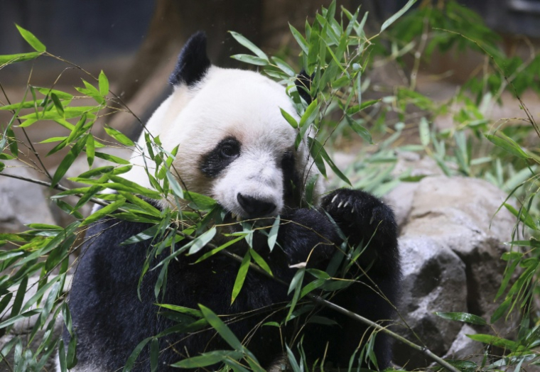 Le panda Lei Lei, sur cette photo datant du 16 décembre 2025, et son frère Xiao Xiao vont quitter Tokyo le 27 janvier pour la Chine ( JIJI PRESS / STR )