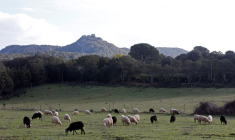 UN OURS SUSPECTÉ APRÈS LE DÉROCHEMENT D'UN TROUPEAU DE BREBIS