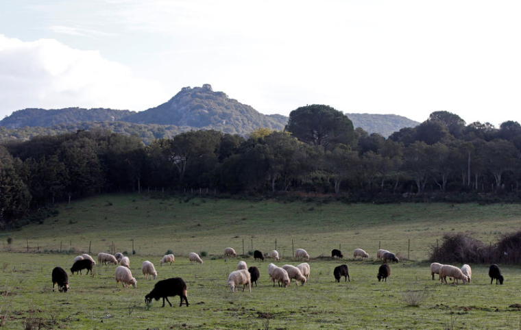 UN OURS SUSPECTÉ APRÈS LE DÉROCHEMENT D'UN TROUPEAU DE BREBIS