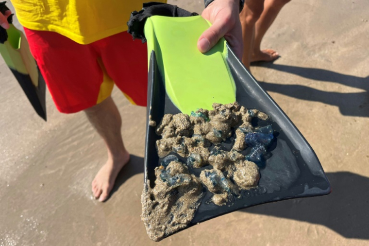 Un maître-nageur sauveteur montre des physalies ramassées sur la plage, le 4 août 2025 à Hendaye, dans les Pyrénées-Atlantiques ( AFP / Thomas COEX )