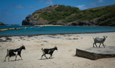 Des chèvres sur la plage Pompierre à Terre-de-Haut, aux Saintes, archipel touristique de Guadeloupe, le 18 mars 2026 ( AFP / Carla Bernhardt )