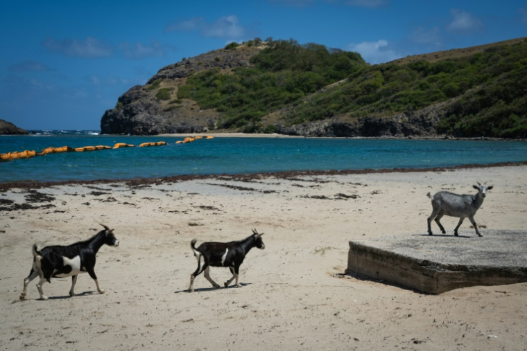 Des chèvres sur la plage Pompierre à Terre-de-Haut, aux Saintes, archipel touristique de Guadeloupe, le 18 mars 2026 ( AFP / Carla Bernhardt )