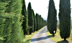 Immobilier : le vendeur peut imposer à l'acheteur de conserver les arbres d'un terrain
