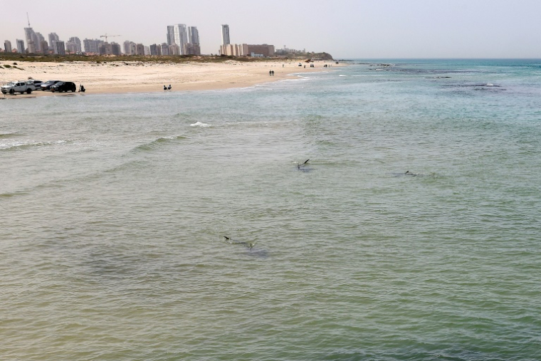 Des ailerons de requins dans les eaux de la Méditerrainée au large de Hadera, dans le centre d'Israël, le 22 avril 2025 ( AFP / JACK GUEZ )