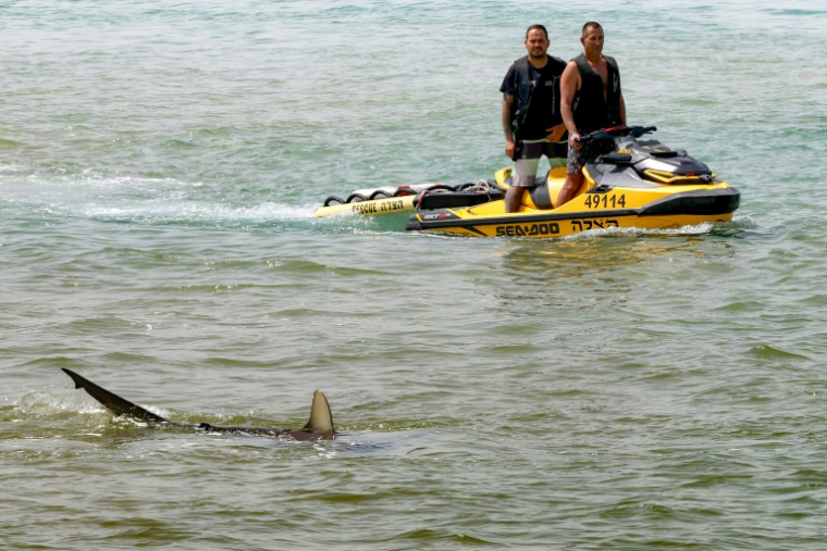 Des membres des secours israéliens observent un requin pendant la recherche d'un homme disparu dans les eaux de la Méditerranée au large de Hadera, dans le centre d'Israël, le 22 avril 2025 ( AFP / JACK GUEZ )