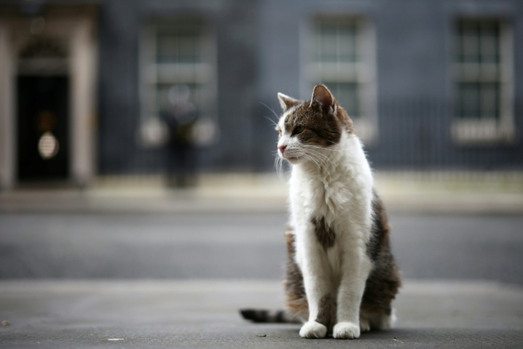 Le chat Larry devant le 10, Downing Street, la résidence officielle du chef de gouvernement britannique, le 9 février 2026 à Londres ( AFP / HENRY NICHOLLS )