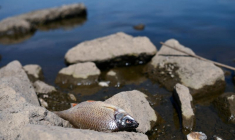 POLOGNE: CINQ TONNES DE POISSONS MORTS REPÊCHÉS DANS L'ODER