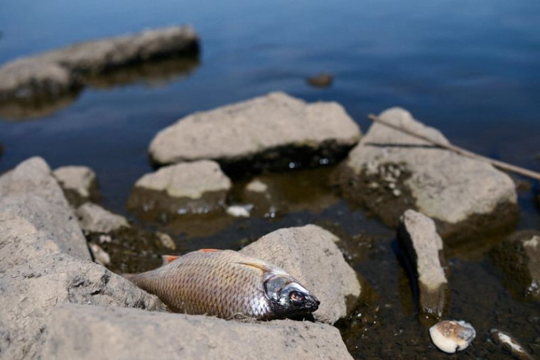 POLOGNE: CINQ TONNES DE POISSONS MORTS REPÊCHÉS DANS L'ODER