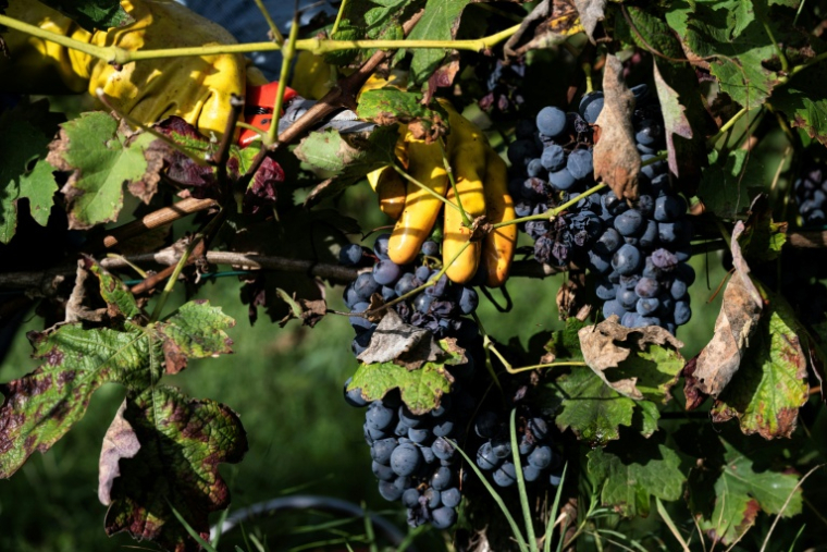 Vendanges dans les vignes de la "Tenuta Ca dei Mandorli", près d'Asti, dans le nord-ouest de l'Italie le 17 septembre 2025 ( AFP / MARCO BERTORELLO )