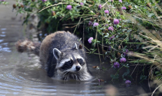 (FILES) This photograph taken on July 14, 2022, shows a raccoon cooling off at the Sainte-Croix animal park in Rhodes, eastern France. A small mammal that is widely regarded as cute for the general public, the raccoon, which originated in North America, Un raton laveur se rafraîchit dans un point d'eau au parc animalier de Sainte-Croix à Rhodes, le 14 juillet 2022 en Moselle ( AFP / FREDERICK FLORIN )