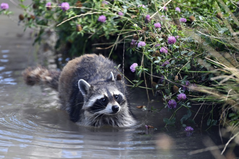 (FILES) This photograph taken on July 14, 2022, shows a raccoon cooling off at the Sainte-Croix animal park in Rhodes, eastern France. A small mammal that is widely regarded as cute for the general public, the raccoon, which originated in North America, Un raton laveur se rafraîchit dans un point d'eau au parc animalier de Sainte-Croix à Rhodes, le 14 juillet 2022 en Moselle ( AFP / FREDERICK FLORIN )