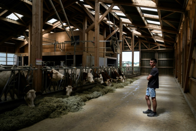 L'éleveur français Pierre-Jean Duchêne, dont les vaches viennent d'être vaccinées contre la dermatose nodulaire,  dans son hangar à Entrelacs, en Savoie, le 11 juillet 2025 ( AFP / JEFF PACHOUD )