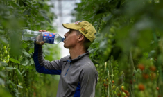 Un employé d'une serre de tomates à Taulé, dans l'ouest de la France, boit de l'eau tout en travaillant, le 25 juin 2026 ( AFP / Fred TANNEAU )