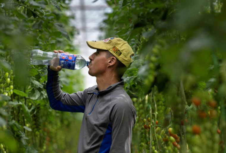 Un employé d'une serre de tomates à Taulé, dans l'ouest de la France, boit de l'eau tout en travaillant, le 25 juin 2026 ( AFP / Fred TANNEAU )