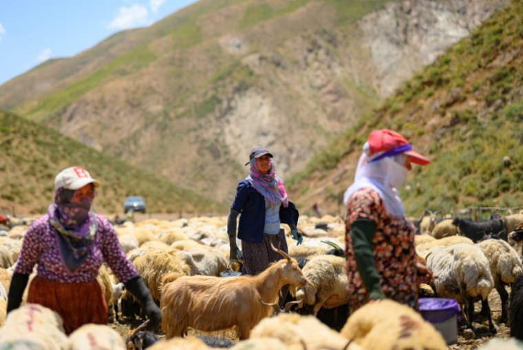 Des femmes kurdes traient leurs moutons dans les montagnes de la province de Hakkari, au sud-est de la Turquie, le 12 juillet 2025 ( AFP / Yasin AKGUL )
