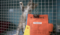Un chaton à la SPA de Gennevilliers en 2018. ( AFP / JOEL SAGET )