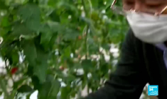 Au Japon, la vente de tomates issues de l'édition génomique est autorisée