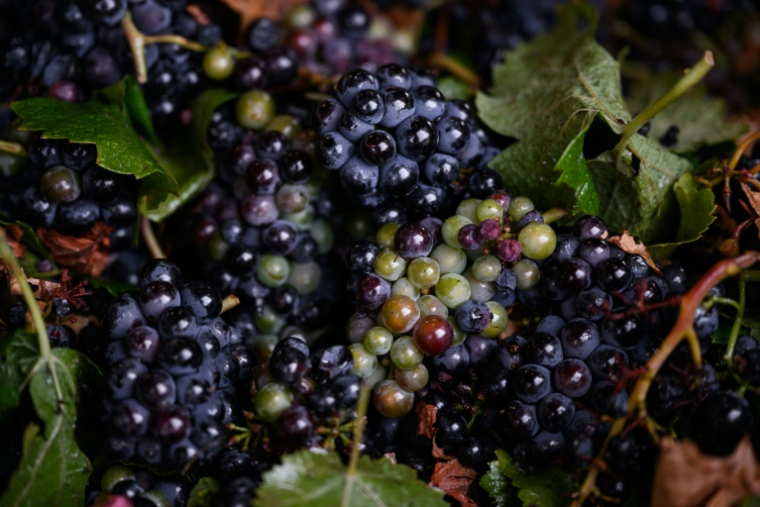 Des grappes de raison lors des vendanges au Château de Meursault, le 26 août 2025 à Meursault, en Côte d'Or ( AFP / ARNAUD FINISTRE )