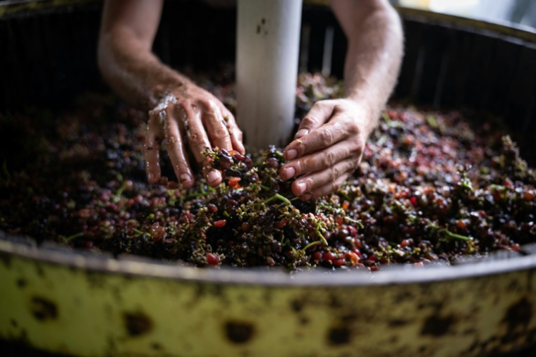 Malik Oudni, propriétaire de la "La ferme sans som" et d'un hectare et demi de vignes, utilise un pressoir manuel, à Colmar, le 5 septembre 2025 ( AFP / SEBASTIEN BOZON )