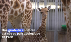 Naissance d'une girafe au parc zoologique de Paris, une première depuis 2019