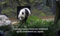 Les deux seuls pandas du Japon repartent pour la Chine