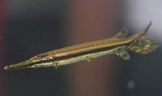 Un alevin de pejelagarto (Atractosteus tropicus) dans un centre de conservation marine à Taxisco, au Guatemala, le 24 septembre 2026 ( AFP / Johan ORDONEZ )
