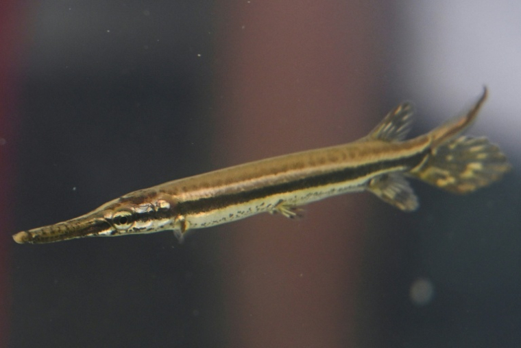 Un alevin de pejelagarto (Atractosteus tropicus) dans un centre de conservation marine à Taxisco, au Guatemala, le 24 septembre 2026 ( AFP / Johan ORDONEZ )