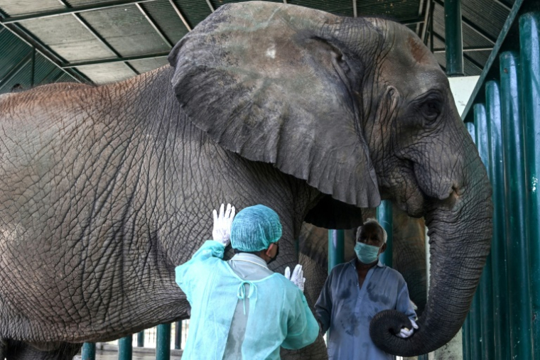Le Dr Buddhika Bandara (g), un chirurgien vétérinaire du Sri Lanka, examine l'éléphante Madhubala, atteinte de tuberculose, dans un enclos du Safari Park de Karachi, le 16 mai 2025 au Pakistan ( AFP / Rizwan TABASSUM )