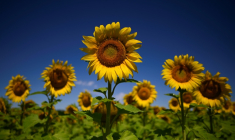 Les plantes aussi ont leur sensibilité, bien différente de celle des humains, une spécificité qui attire les chercheurs ces dernières années ( AFP / Luis ROBAYO )