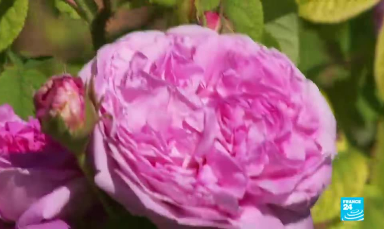 Les jardins du Val de Loire, un voyage sensoriel